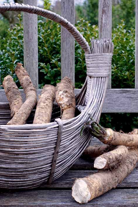 Frisch geerntete Meerrettichwurzeln in einem Korb