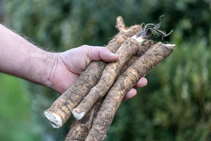 Frisch geerntete Meerrettichwurzeln in einer Hand
