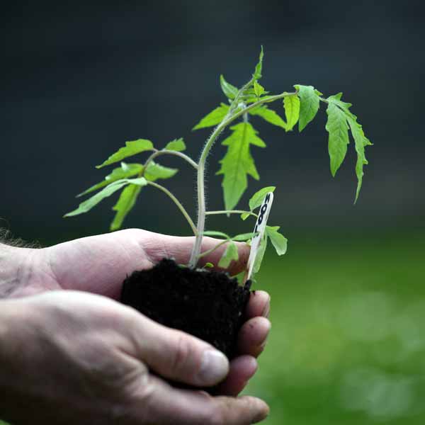 Die ersten Tomaten und Paprika dürfen ins Freiland