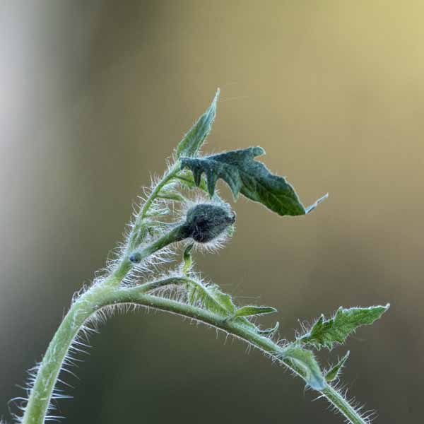 Die erste Tomate blüht