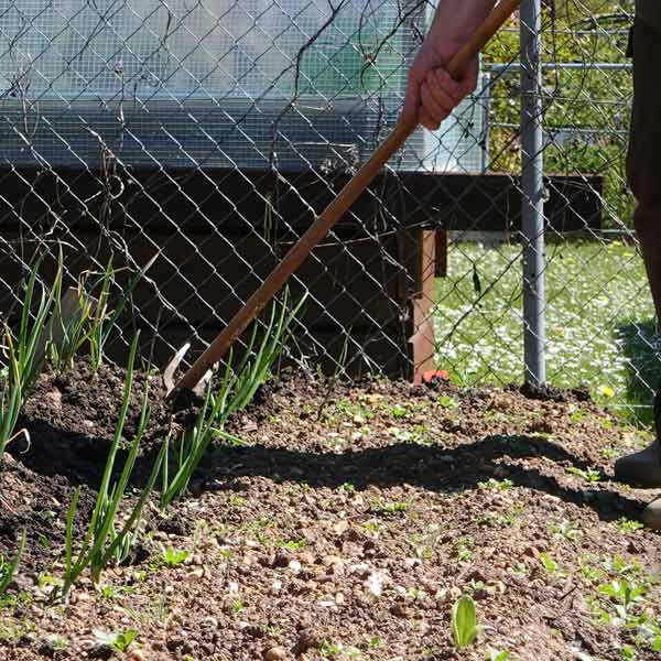 Gartenhacke im Kampf gegen das Unkraut