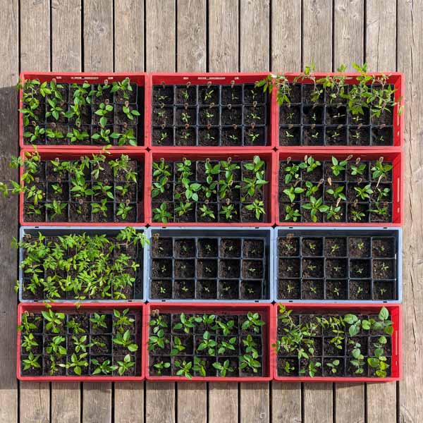 180 Jungpflanzen umtopfen