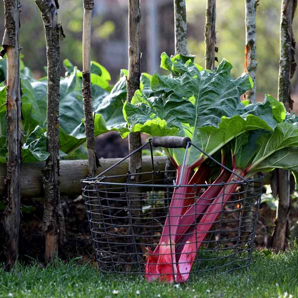 Rhabarberernte morgens um 7 Uhr