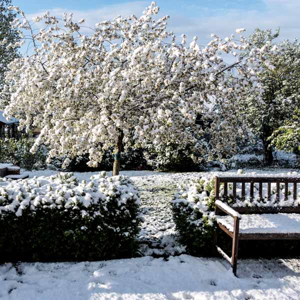 Der Garten versinkt im Schnee