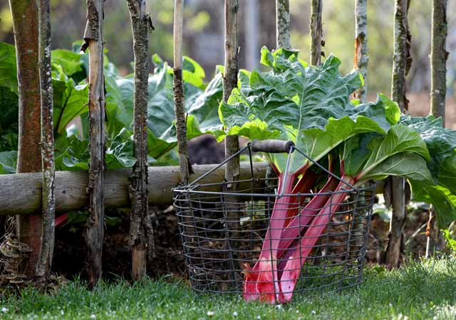 Unser Garten im April 2024