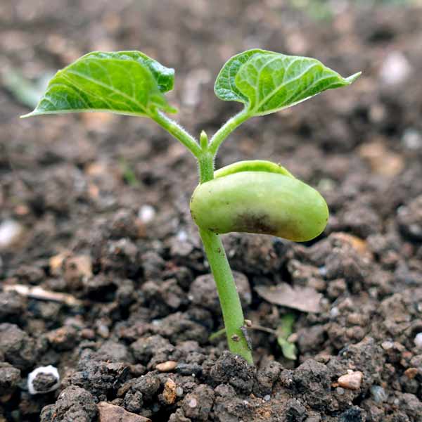 Keimling einer Stangenbohne