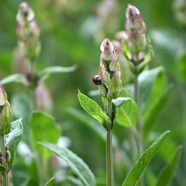 Marienkäfer auf Salbei
