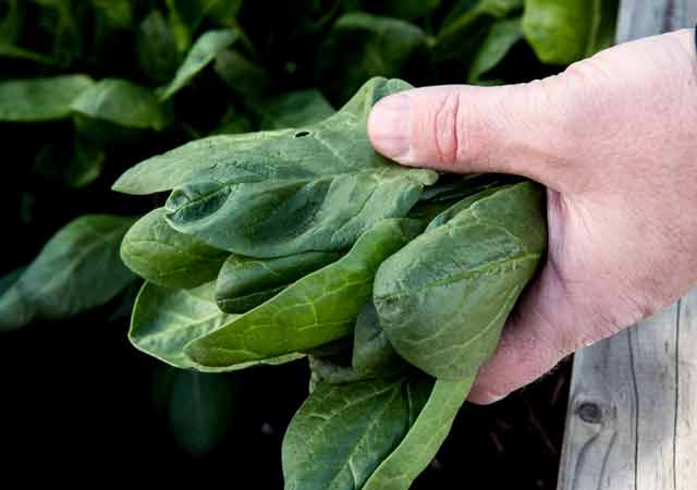 Unser Garten im Mai 2024