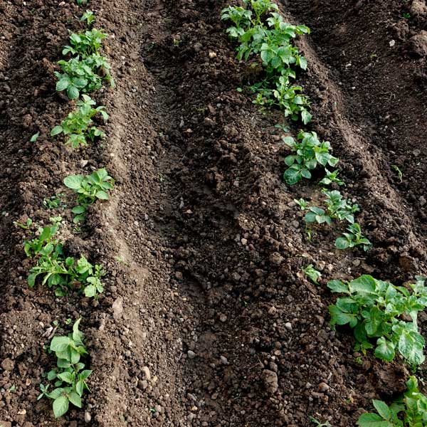 Kartoffeln anhaufeln