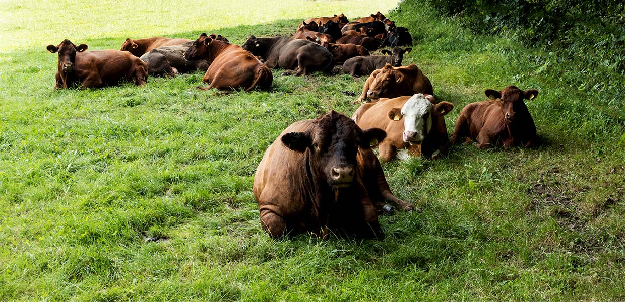 Glückliche Bio-Kühe liegen auf saftiger Weide in der Oberpfalz – Quelle unserer Rohmilch für selbstgemachten Joghurt