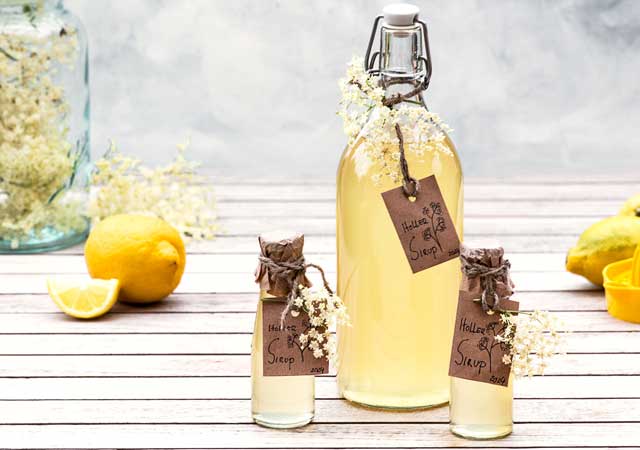 Eine große und zwei kleine Flaschen mit selbstgemachte Holunderblütensirup. Dekoriert mit Holunderblüten und Zitronen