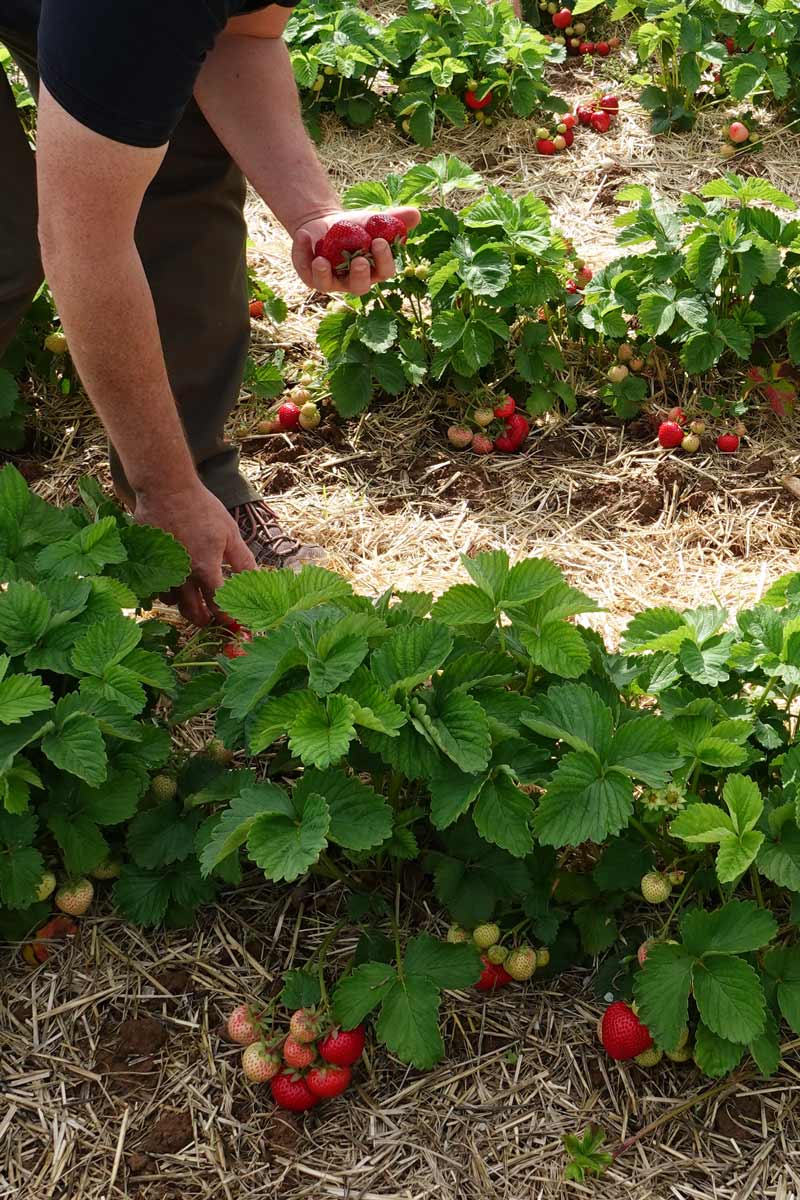 Erdbeeren soweit das Auge schaut