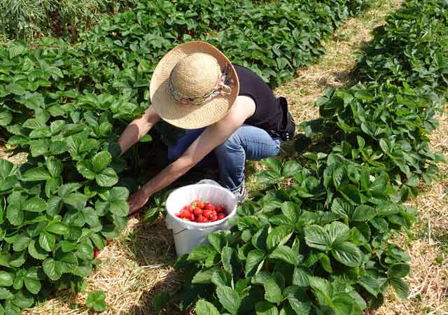 Eine Frau mit Sonnenhut pflückt in einem Erdbeerfeld frische Erdbeeren in einen Eimer
