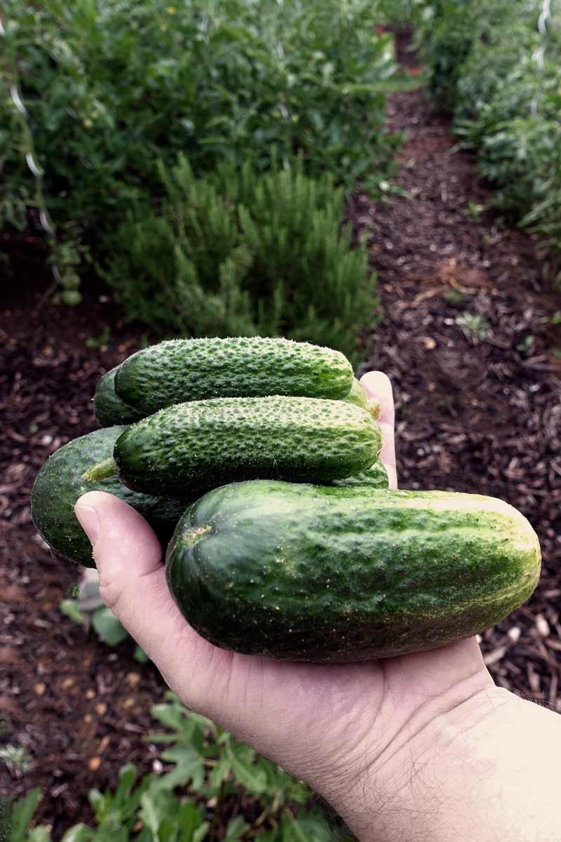 Eine Hand hält mehrere frisch geerntete Einlegegurken. Im Hintergrund der Gemüsegarten