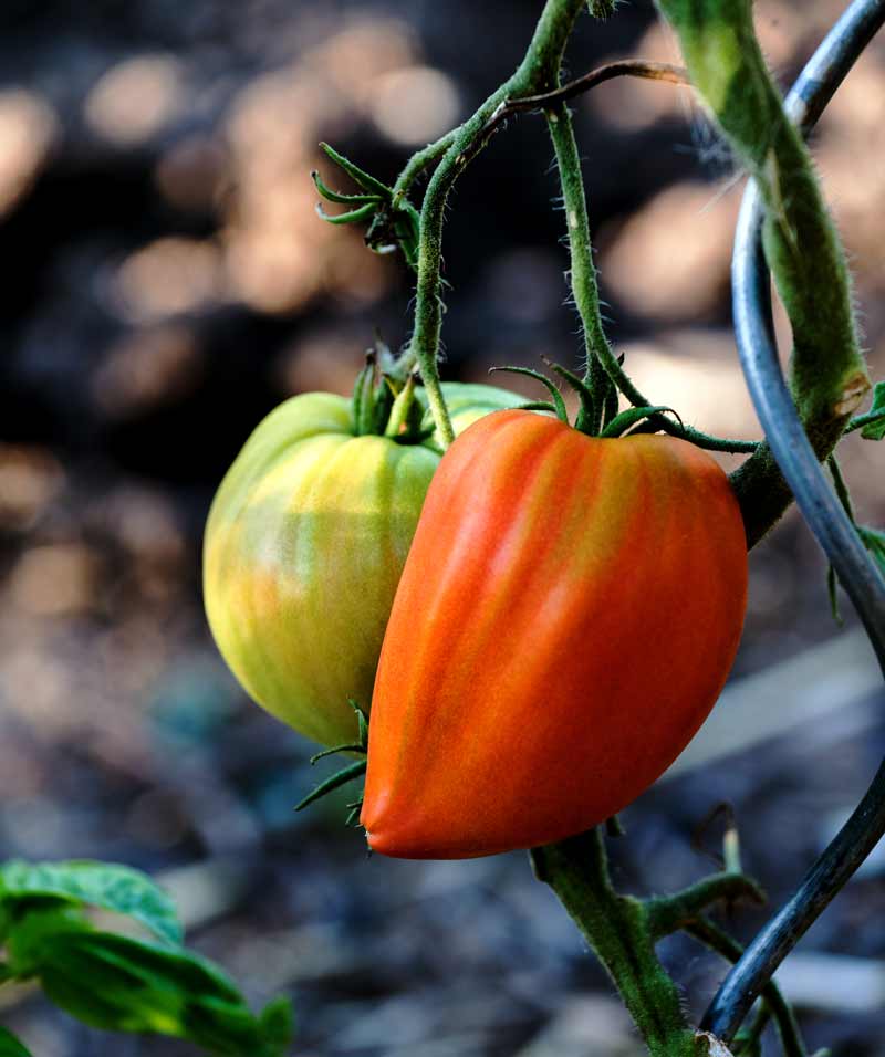 Ochsenherztomaten im Garten