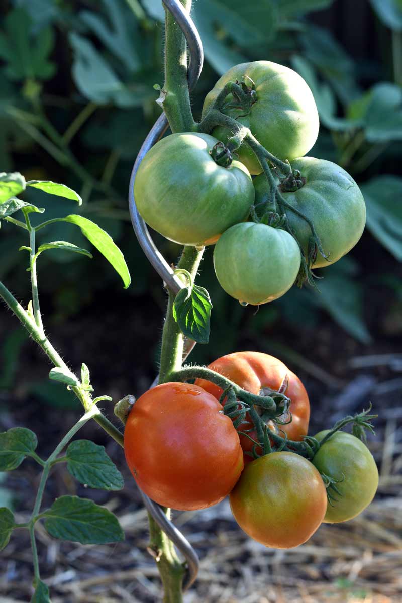 Saint Pierre Tomaten