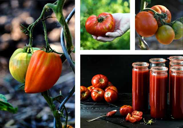Tomatensauce im Glas einkochen
