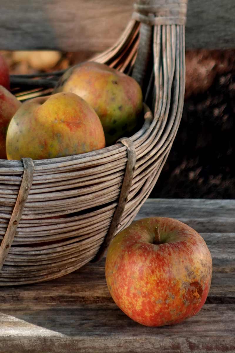 Fallobstapfel kann man noch wunderbar verwerten