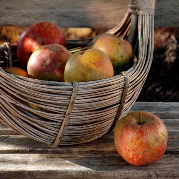 Unsere Gartenäpfel: Boskoop aka Lederäpfel