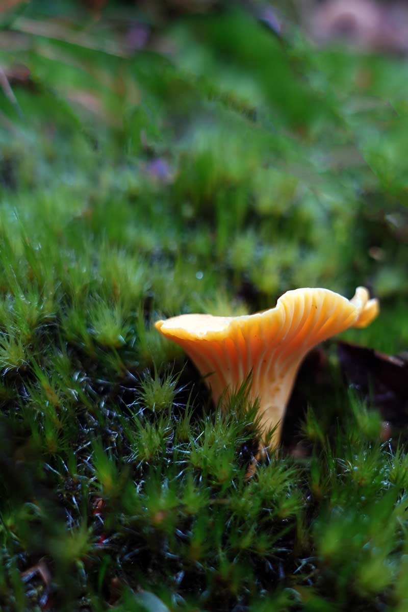 🍄 Pilze sammeln | Tipps | Ausrüstung | Gefahren | Bußgeld