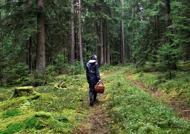 Frau mit Korb beim Pilzesammeln im Wald