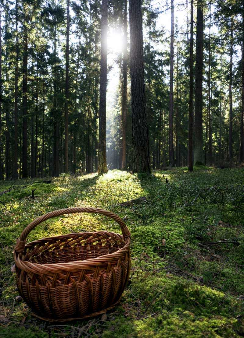 Ein Korb eignet sich perfekt zum Sammeln der Pilze.