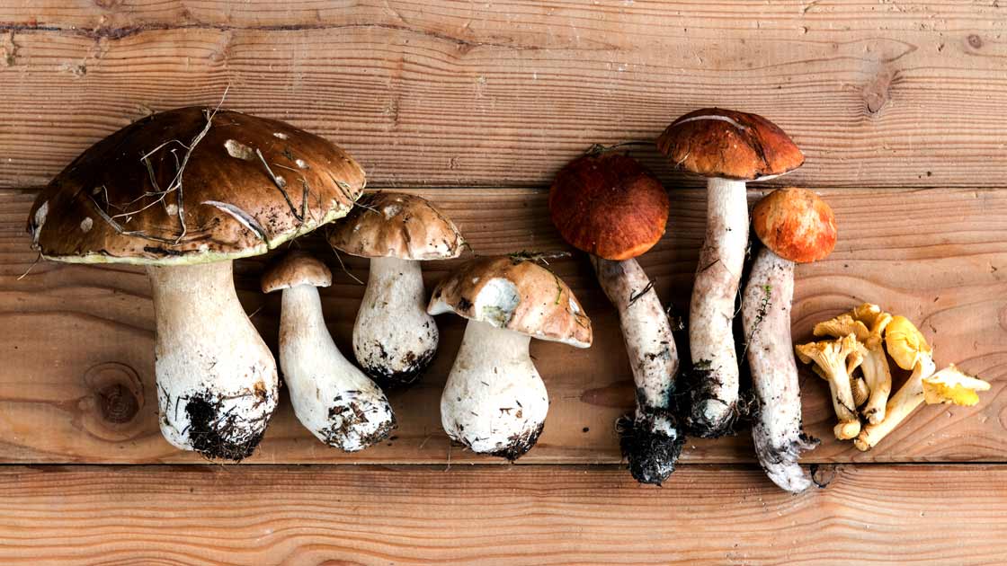 Steinpilz, Rotkappe und Pfifferling