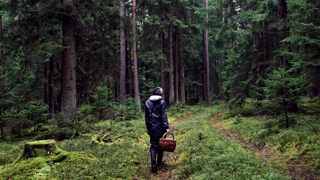 Pilze sammeln im Wand