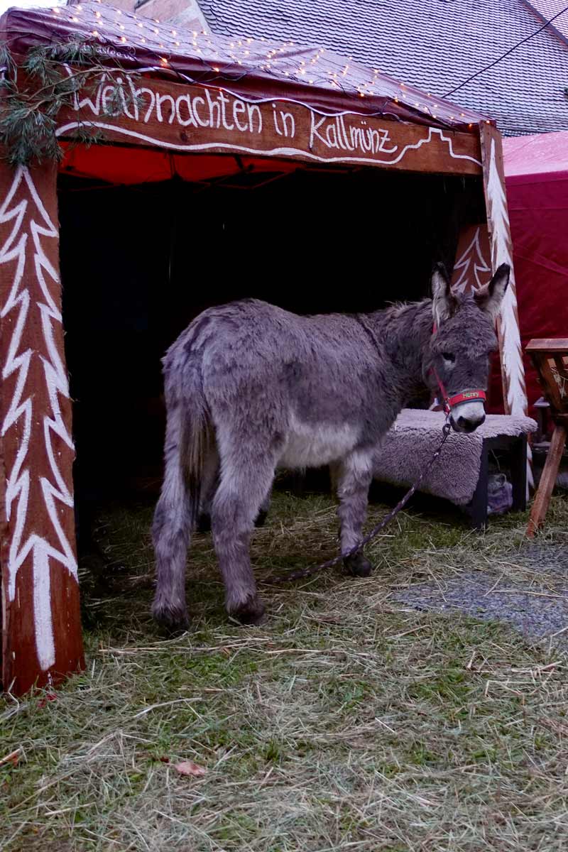 Lebender Esel mit Stroh in der Krippe auf dem Kallmünzer Kirchplatz