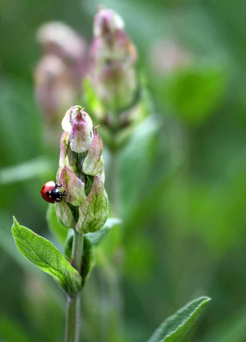 Ein Marienkäfer sitzt auf einer Salbeiblüte im Sommer