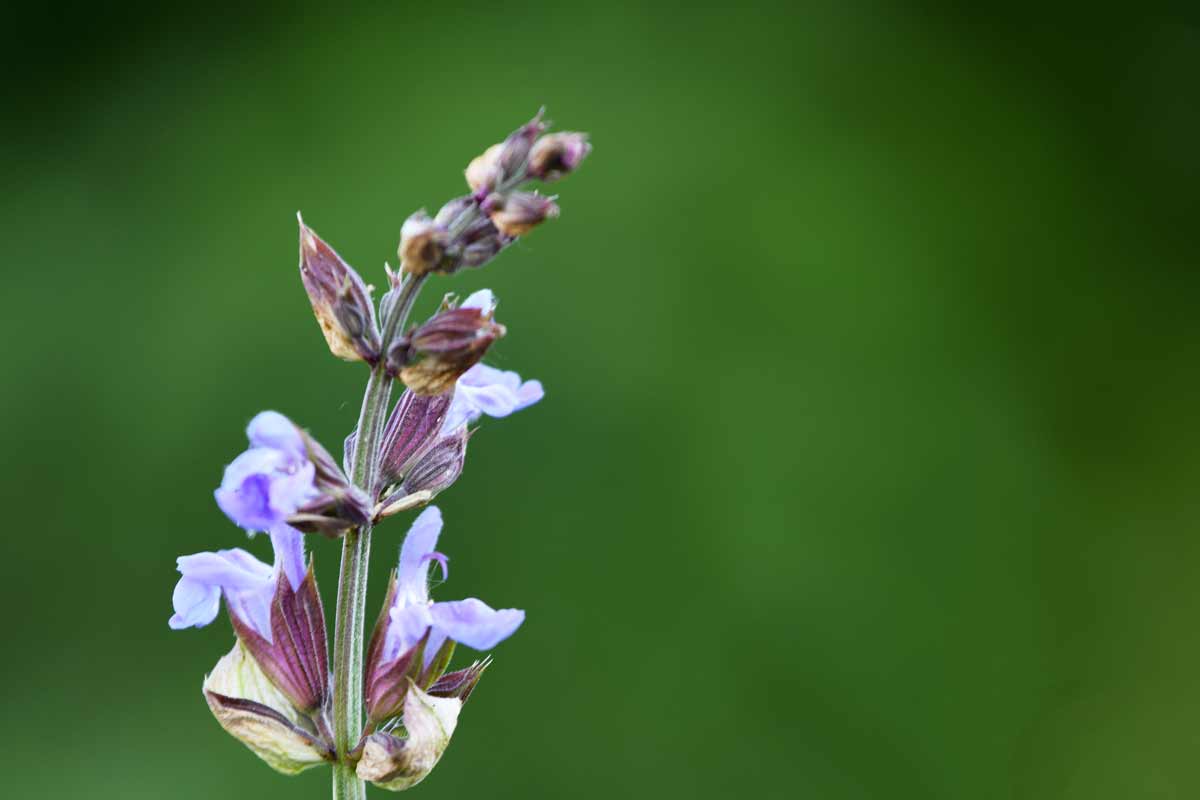 Nahaufnahme einer Salbeiblüte