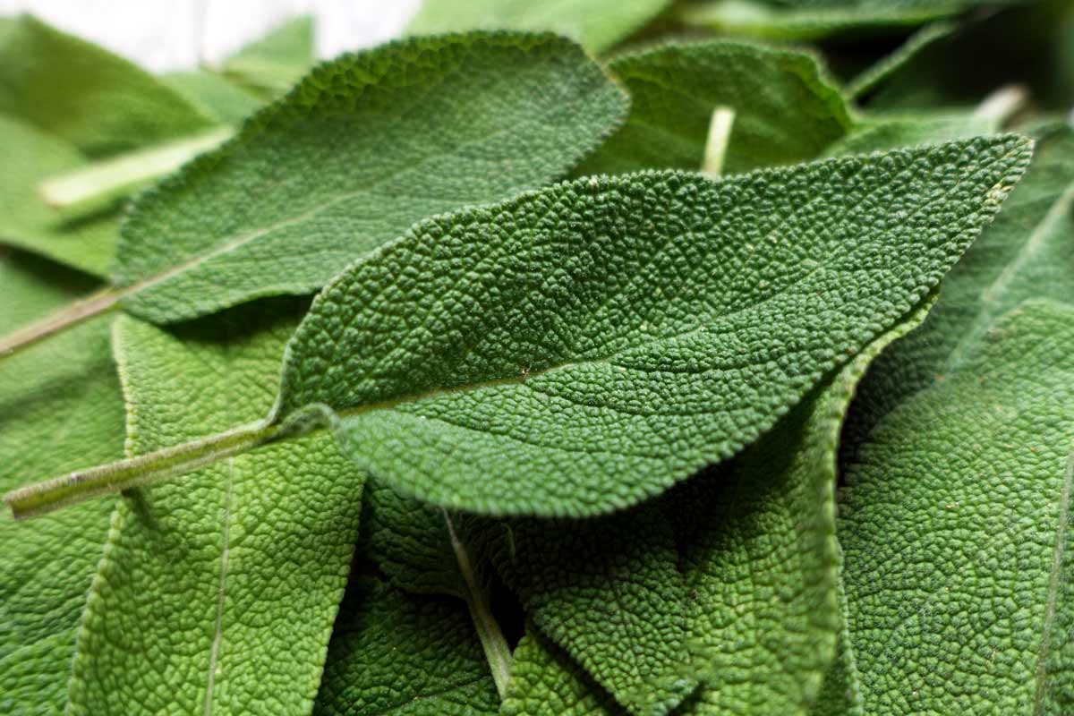 Nahaufnahme mehrerer Salbeiblätter