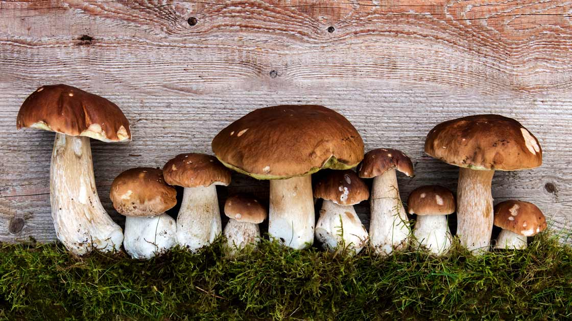 Mehrere Steinpilze in verschiedenen Größen eingebettet in Waldmoos