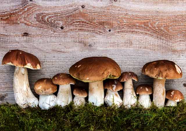 Waldpilze | Haltbar machen | Aufbewahren | Trocknen