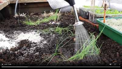 Video: Ballbrause bei der Ansaat