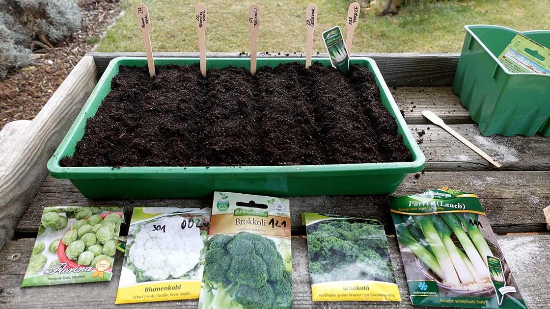 Ansaatschale mit Samenpackungen verschiedener Kohlsorten