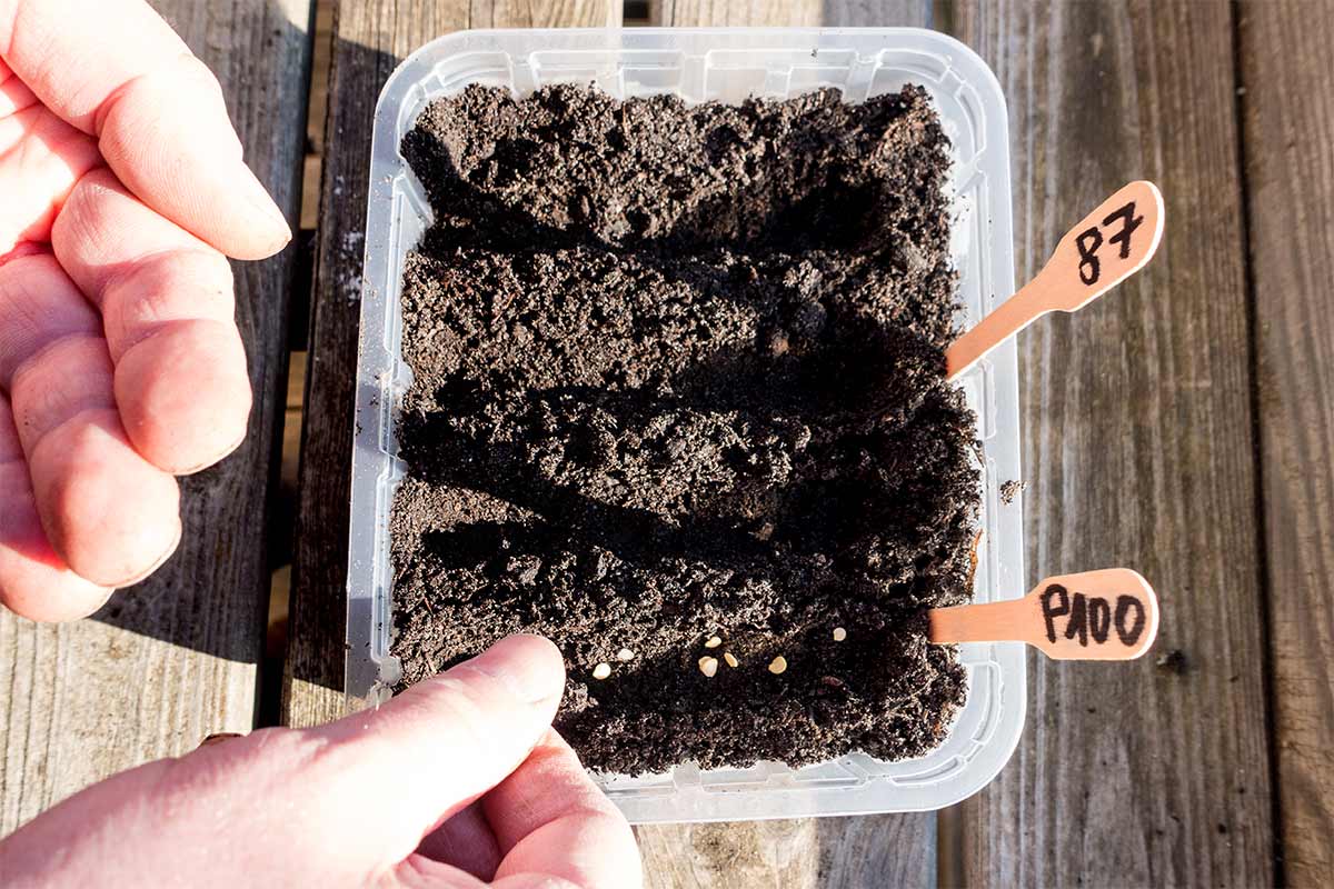 Eine Hand sät Paprikasamen in eine Schale mit Anzuchterde