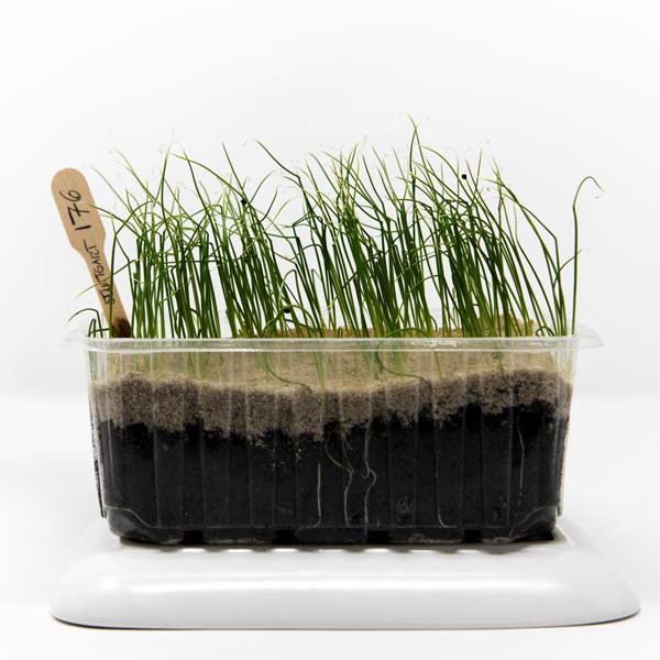 Zwiebelkeimlinge Stuttgarter Riesen in einer Anzuchtschale