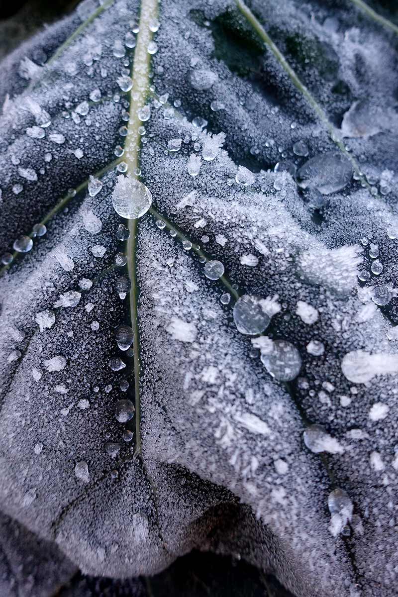 Ein mit Frost überzogenes Kohlblatt im Januar