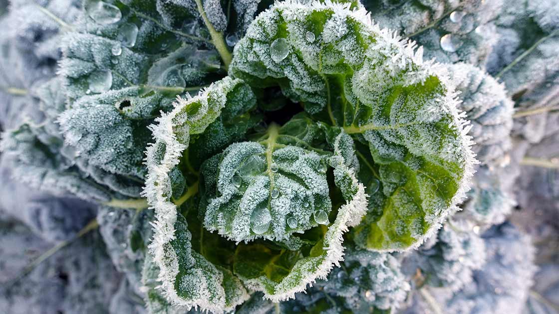 Gefrorener Kohl im Gemüsegarten im Januar