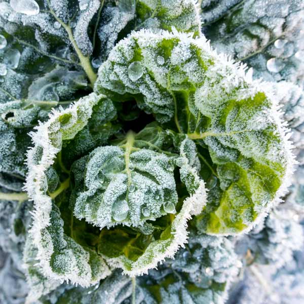 Gefrorener Kohl im Gemüsegarten im Januar