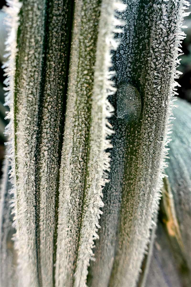 Mit Frost überzogener Lauch der Sorte: Blaugrüner Winter