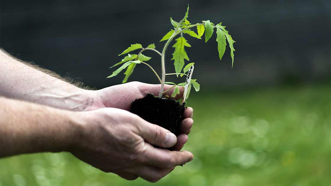 Zwei Hände halten eine Tomatenjungpflanze