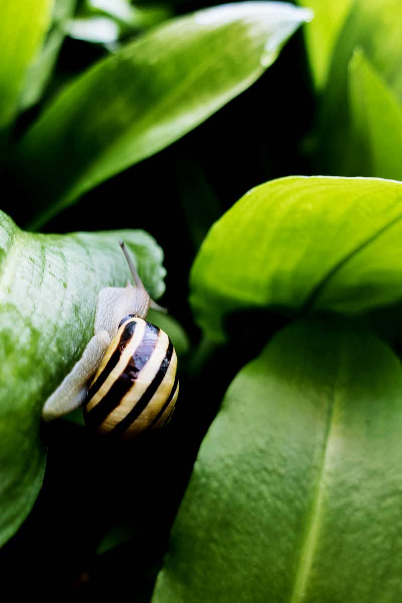 Eine Schnecke kriecht auf einem Bärlauchblatt