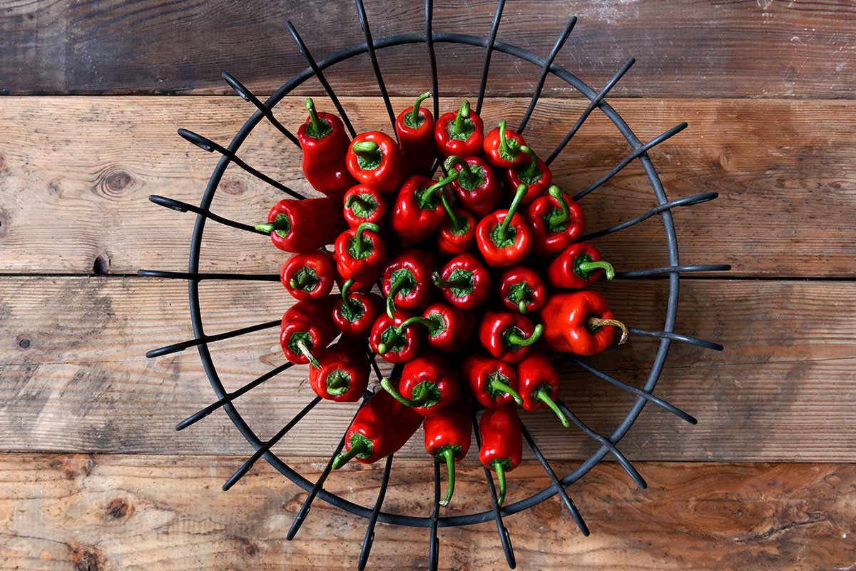 Frisch geerntete Chilischoten in einem Korb