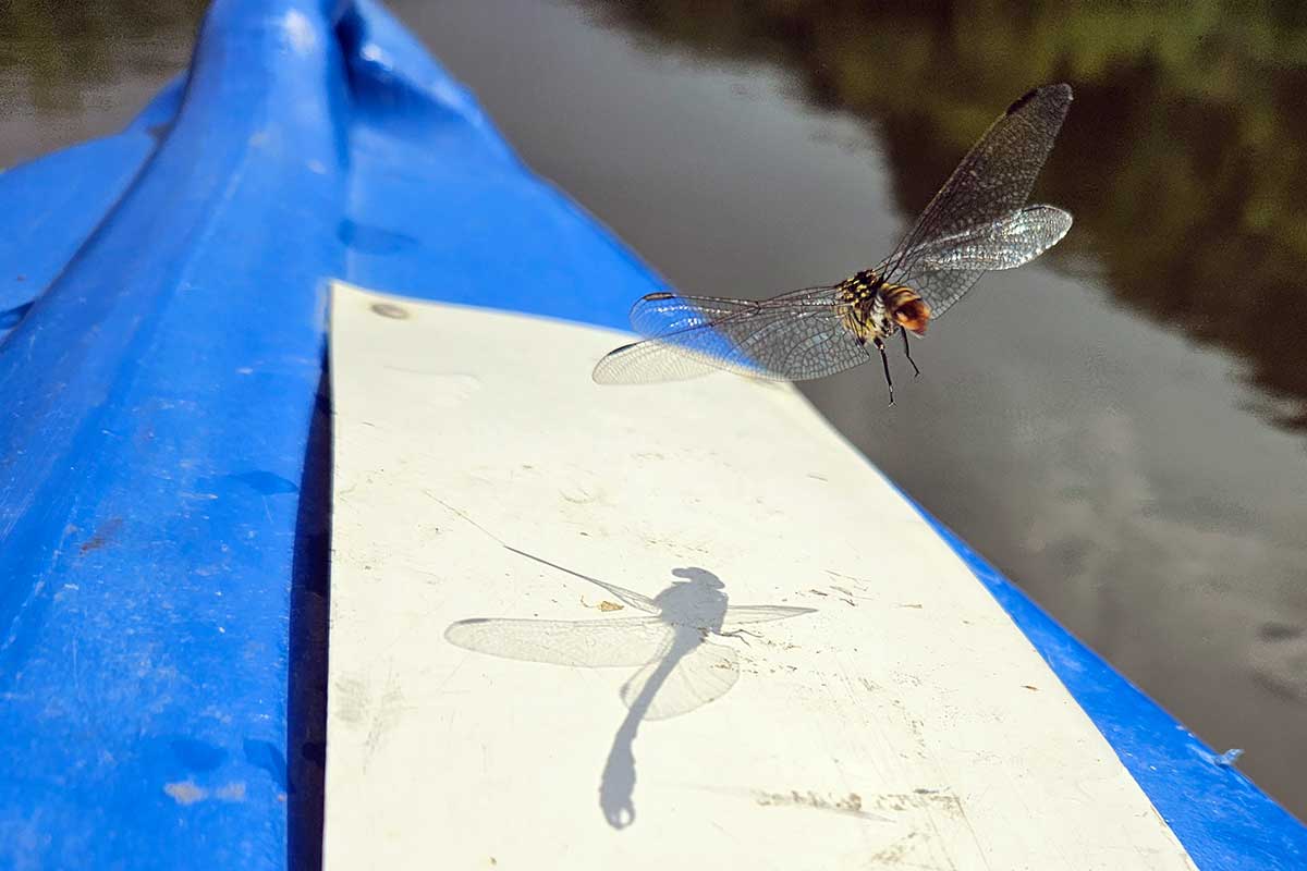 Eine Libelle schwebt über dem Kajak