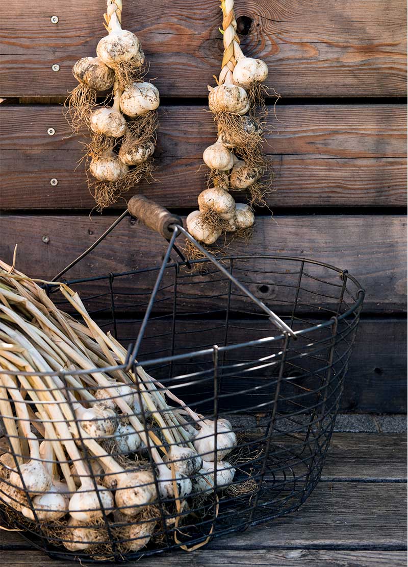 Frisch geernteter Knoblauch als Zopf