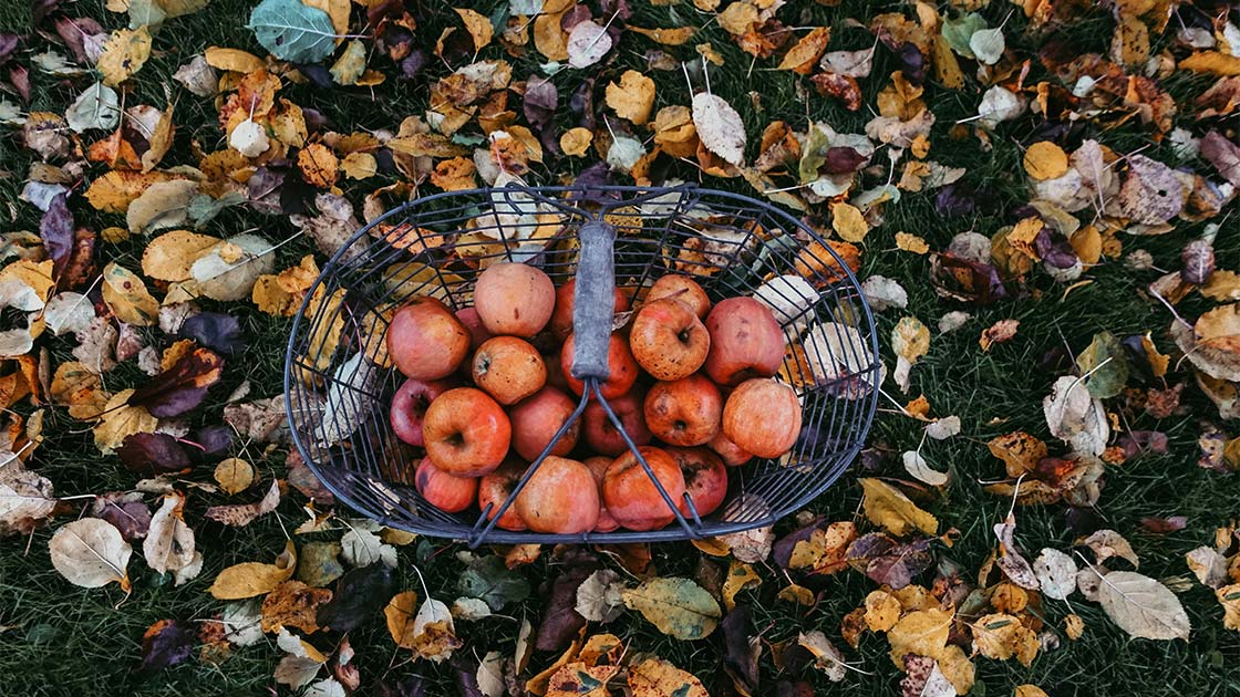 Rote Boskoop-Äpfel als Fallobst auf Wiese – perfekte Basis für selbstgemachte Apfelringe