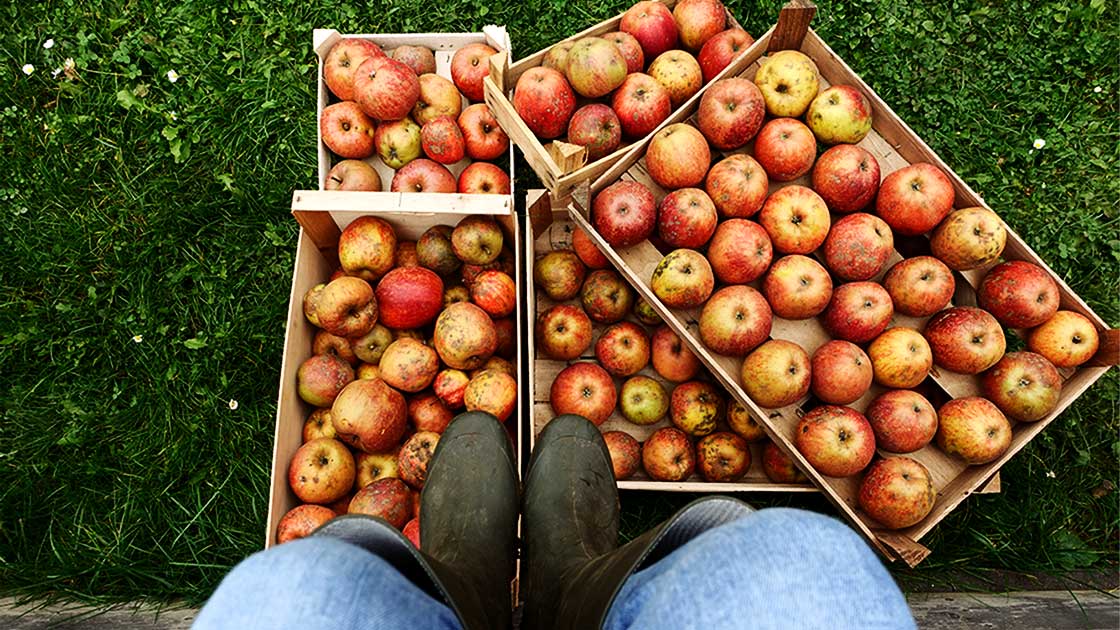 Die geernteten Äpfel nebeneinander in Holzkisten lagern