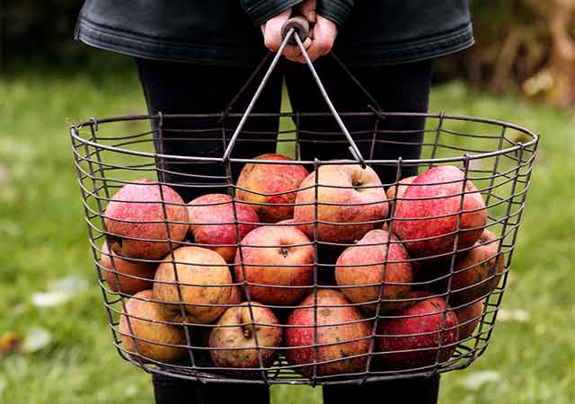 Äpfel verwerten: 10 einfache Rezepte für Fallobst